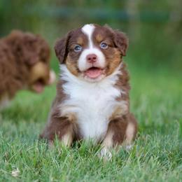 Jazz - Red tri-color female Miniature American Shepherd puppy in Stephenville, Texas from Diamond H Aussies
