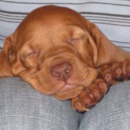 Vizslas from Paradox