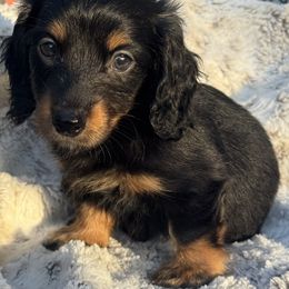 Rumi - Black and tan female Dachshund puppy in Duncanville, Alabama from Bear Creek Dachshunds