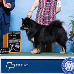 Sulo - Finnish Lapphund