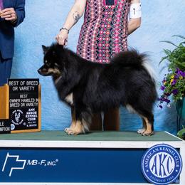 Sulo - Finnish Lapphund