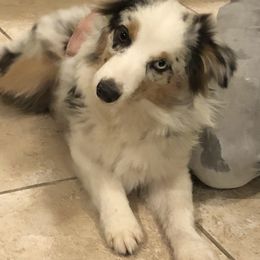 Miniature Australian Shepherds and Toy Australian Shepherds from Wellington Ranch Aussies