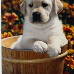 Labrador Retriever Puppies from Caerleon Ranch