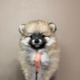 Brooklyn - Orange sable female Pomeranian puppy in Phoenix, Arizona from Luxpomz