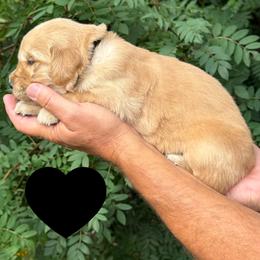 Hamilton (Black) - Golden male Golden Retriever puppy in Cadillac, Michigan from K & M Golden Retrievers