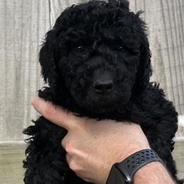 JoDee - Black Goldendoodle puppy in Morrow, Ohio from RemiRoodles