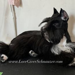 Layla - Miniature Schnauzer