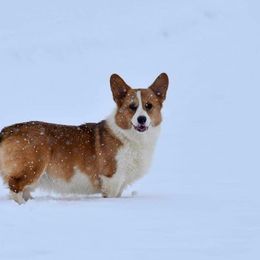 Labrador Retriever and Pembroke Welsh Corgi All Grown Up from Gainesfield Labradors and Pembroke Welsh Corgis
