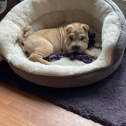 Chinese Shar-Pei All Grown Up from Bilderbear Shar-Pei
