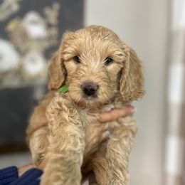 Green collar boy - Apricot male Goldendoodle puppy in Hollister, Missouri from Wild Acres Goldendoodles