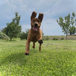 Labrador Retriever Puppies from Gochee Labs