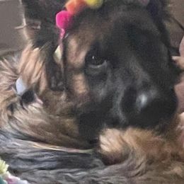 German Shepherds from Vom Snodgrass