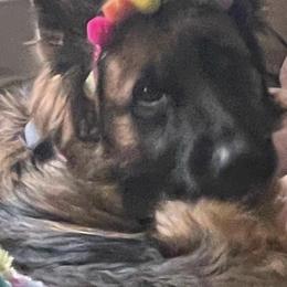 German Shepherds from Vom Snodgrass