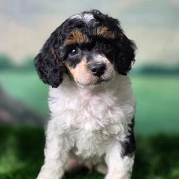 Michelangelo - Parti male Poodle puppy in Springfield, Oregon from Valaurah Farms