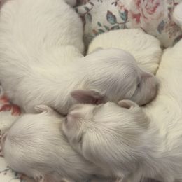 Cotons de Tulear from Young at Heart Cotons