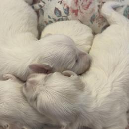 Cotons de Tulear from Young at Heart Cotons