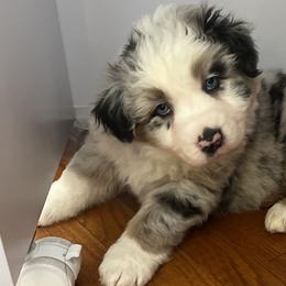 Aussiedoodles and Australian Shepherds from Queen Bee Aussies
