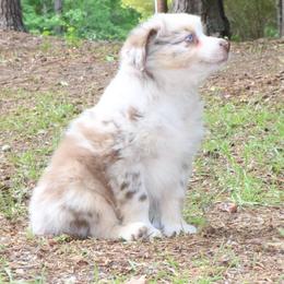 Mantis - Red merle male Australian Shepherd puppy in Macon, Georgia from Shaina’s Shepherds