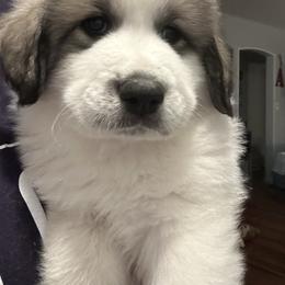 Baby Blue - White and badger male Great Pyrenees puppy in Bloomington, Illinois from Odyssey Great Pyrenees