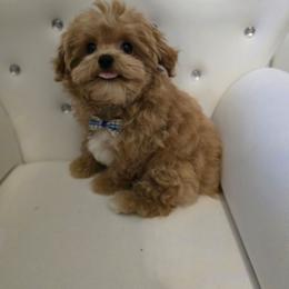 Koda Bear - Apricot male Maltipoo puppy in Washington from Mt.BakerPoodles&Doodles