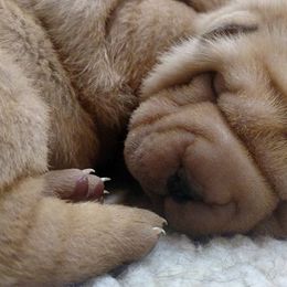 Chinese Shar-Pei Puppies from Shine Shar-Pei