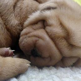 Chinese Shar-Pei Puppies from Shine Shar-Pei