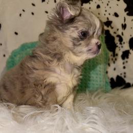 Chihuahua puppies from Chihuahua Casa