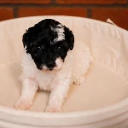 Lightening - Parti female Poodle puppy in Arkansas from Brew House