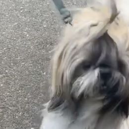 Shih Tzus from Shih Tzu Fam