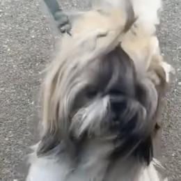 Shih Tzus from Shih Tzu Fam