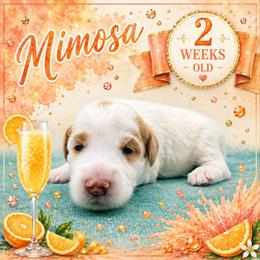 Mimosa - Parti female Goldendoodle puppy in Hendersonville, North Carolina from Kim's Cove