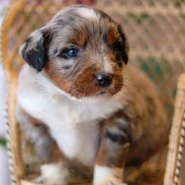 Chief - Blue merle male Aussiedoodle puppy in Crete, Nebraska from Doodles & Co