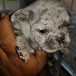 French Bulldog Puppies from Rock Island Frenchies of Texas
