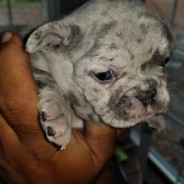 French Bulldog Puppies from Rock Island Frenchies of Texas