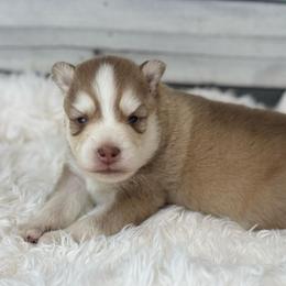 Paul - Red and white male Pomsky puppy in Krum, Texas from Paw-Some Pomskies