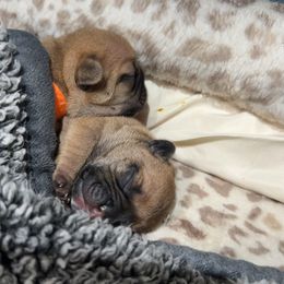 French Bulldog Puppies from House of Royals Bulldogs