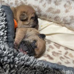 French Bulldog Puppies from House of Royals Bulldogs