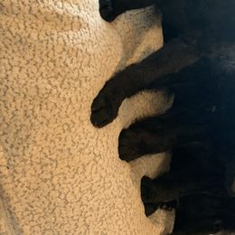 Aussiedoodles and Labradoodles from Creek Bend Kennels