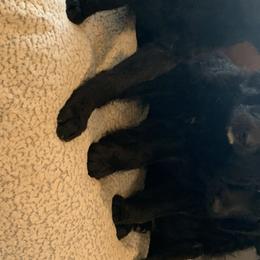 Aussiedoodles and Labradoodles from Creek Bend Kennels
