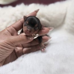 Diesel - Black and gold male Yorkshire Terrier puppy in Patterson, California from Luxe Yorkies of Central Valley