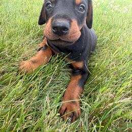 Maverick - Black and rust male Doberman Pinscher puppy in Peru, Indiana from De luxe dobermans