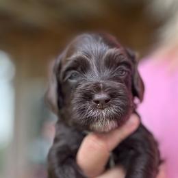 Boy 2 - Chocolate male Australian Labradoodle puppy in Dawson, Georgia from Still Pond Australian Labradoodles