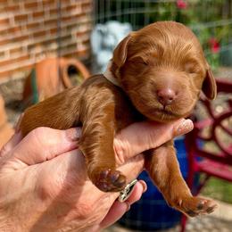Avery- cream collar girl - Red  female Goldendoodle puppy in Midlothian, Texas from Gray Doodles
