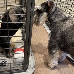Miniature Schnauzer Puppies from Black Gold Miniature Schnauzers