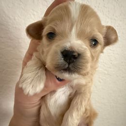 Girl 1 - Apricot female Maltipoo puppy in California from Yorkie & Maltese Royalty