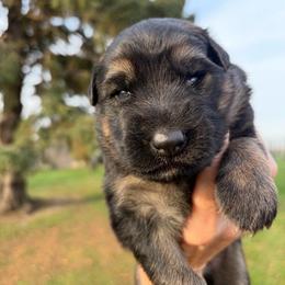 Girl 2 - Black and red female German Shepherd puppy in Valley Springs, South Dakota from Von Pasch German Shepherds