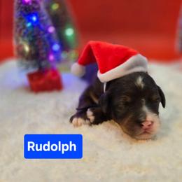 Rudolph- Blue collar - Blue merle male Bernedoodle puppy in Summerville, South Carolina from Channys Doodles