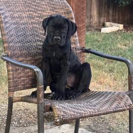 Teal Collar - Black male Cane Corso puppy in Princeton, Texas from Guardians of Arcadia Cane Corso