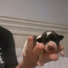 DONNER - Black and white male Chihuahua puppy in Fort Myers, Florida from Legends Frenchton's, French Bulldogs ,Boston Terriers, Reindeer chihuahuas & French Bullhuahua's