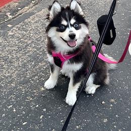 Pomsky All Grown Up from Midwest Pomskys